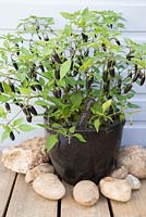 Pepper 'Chenzo' in black container