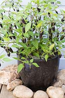 Pepper 'Chenzo' in black container