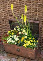 Step by Step - Creating a Treasure Chest container of Coreopsis 'Limerock Ruby', Coreopsis 'Pumpkin Pie', Argyranthemum 'Crested Yellow', Kniphofia 'Lemon Popsicle', Chrysanthemum and Ornamental Pepper.