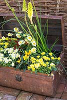 Step by Step - Creating a Treasure Chest container of Coreopsis 'Limerock Ruby', Coreopsis 'Pumpkin Pie', Argyranthemum 'Crested Yellow', Kniphofia 'Lemon Popsicle', Chrysanthemum and Ornamental Pepper.