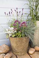 Seaside pot containing Lavender 'Hidcote', Erigeron 'Profusion', Festuca, Cineraria and Limonium