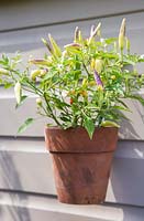 Wall mounted pot of Chilli 'Basket of Fire'
