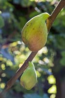 Fig fruit