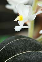 Ludisia discolor 'Sapphire Velvet' - Black jewel orchid  January