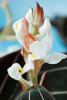 Ludisia discolor 'Sapphire Velvet' - Black jewel orchid in January