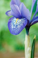 Iris histrioides 'Lady Beatrix Stanley'  