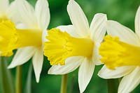 Narcissus 'Topolino' AGM. Daffodil, Division 1, Trumpet 