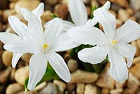 Chionodoxa luciliae 'Alba' - Glory of the snow  growing through gravel in a pot  