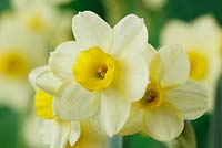 Narcissus 'Pacific Coast' AGM. Daffodil,  Division 8, Tazetta