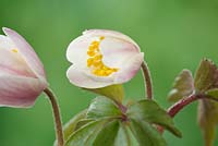 Anemone nemorosa 'Cedric's Pink' - Wood anemone  Un-opened flower 