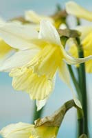 Narcissus 'W.P. Milner'. Daffodil, Division 1  Trumpet