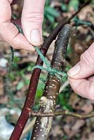 Tying in long rose stems onto arching hazel poles to improve the rose vigour