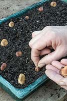 Sowing broad beans under glass. Place the beans in a grid formation over the surface of a tray filled with seed compost