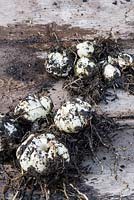 Potting up lily bulb - sort and grade them according to their sizes