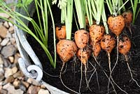 Carrots 'Rondo' harvested from a recycled, galvanised bucket