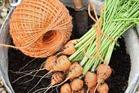 Carrots 'Rondo' harvested from a recycled, galvanised bucket and tied with twine