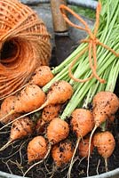 Carrots 'Rondo' harvested from a recycled, galvanised bucket and tied with twine