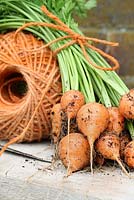 Freshly harvested Carrots 'Rondo' tied with twine