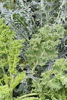 Brassica oleracea 'Dwarf Green Curled' and 'Jagallo Neo' - Kales