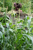 Zea Mays - Bed of sweetcorn with rustic scarecrow in background