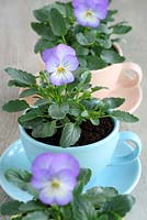 Viola 'Purple Wing' in vintage teacups