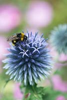 Echinops bannaticus - Globe thistle and Bumble bee