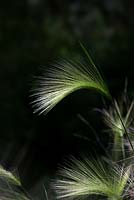 Hordeum jubatum - Foxtail Barley against dark background