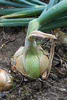 Allium cepa - Onion Marshalls Fen Early in a vegetable garden