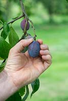 Prunus domestica - Gardeners hand picking Plum 'Laxtons Cropper' from the tree