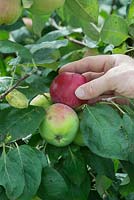 Malus Domestica 'Red Melba' - Hand picking an apple from a tree