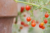 Solanum pimpinellifolium - Currant Tomato
