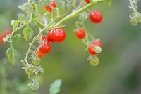 Solanum pimpinellifolium - Currant Tomato
