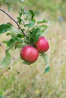 Malus domestica - Apples 'Lena' on a tree