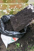 Planting potatoes into a polythene bag in a greenhouse in winter - add more compost as the potatoes grow