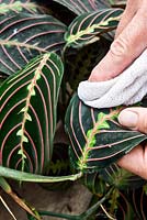 Rescuing a neglected Maranta leuconeura 'Erythroneura' (prayer plant) - clean dust from leaves using a soft damp cloth