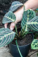 Rescuing a neglected Maranta leuconeura 'Erythroneura' (prayer plant) - repot main plant in fresh compost and water in 