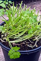 Growing on supermarket parsley - harvest and use the top growth leving 2.5cm behind