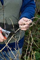 Pruning a gooseberry bush - remove unwanted older stems and trim the current year's growth by half