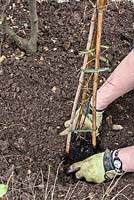 Planting a clematis against an existing shrub - plant 10cm deeper than top of rootball