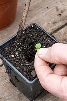 Seedlings of lettuce 'Little Gem' transplanted into a pot