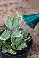 Propagating a Pittosporum tobira 'Variegatum' by taking cuttings - water in and place into a heated propagating case out of full sun