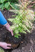 Planting a Sorbaria sorbifolia 'Sem'