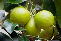 Citrus bergamia (bergamot)