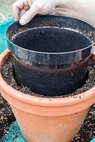 Using an existing pot as a template to exactly gauge the size of the plant rootball when repotting into a larger pot