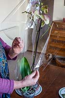 Unpacking and care of a phalaenopsis (moth orchid) - take off the protective wrapping