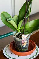 Unpacking and care of a Phalaenopsis (moth orchid) - put the pot in a tray with rainwater at room temperature, let it drain and tip away the residue in the saucer