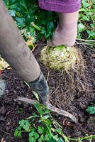 Harvesting vegetable crop in winter - Celeriac 'Bulbs'