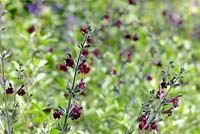 Salvia greggii 'Nachtvlinder'