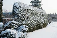 The hedge under the snow during winter. Polish Academy of Sciences Botanical Garden -  Powsin/ Warsaw, Poland