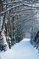 The path between bare trees under the snow. Polish Academy of Sciences Botanical Garden -  Powsin/ Warsaw, Poland